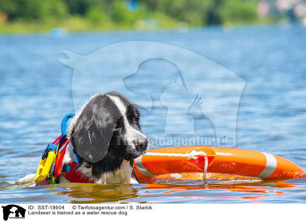 Landseer is trained as a water rescue dog / SST-18604