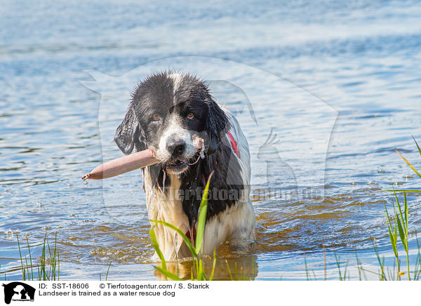 Landseer is trained as a water rescue dog / SST-18606