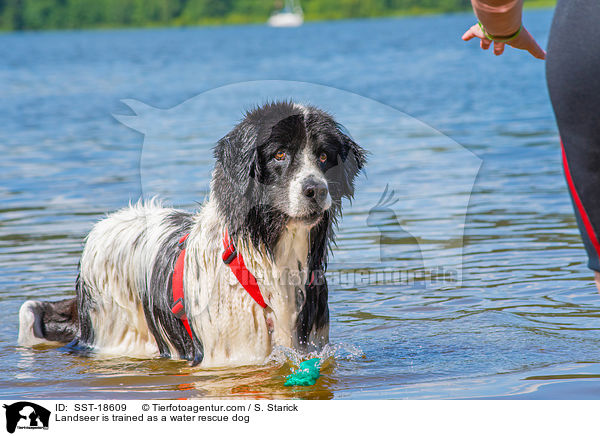 Landseer is trained as a water rescue dog / SST-18609