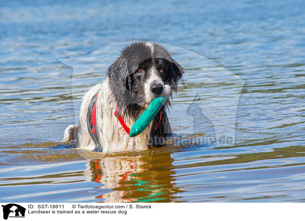 Landseer is trained as a water rescue dog / SST-18611