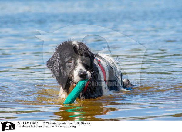 Landseer is trained as a water rescue dog / SST-18612