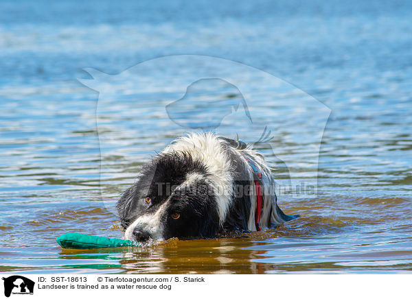 Landseer is trained as a water rescue dog / SST-18613