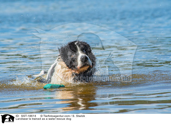 Landseer is trained as a water rescue dog / SST-18614