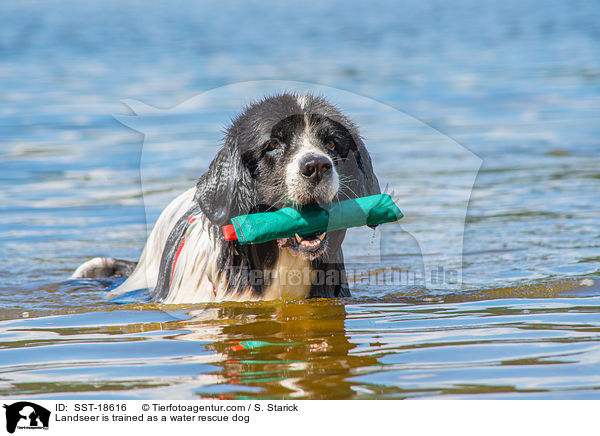 Landseer is trained as a water rescue dog / SST-18616