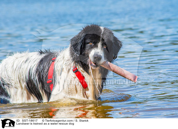 Landseer is trained as a water rescue dog / SST-18617