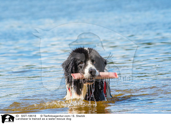 Landseer is trained as a water rescue dog / SST-18618