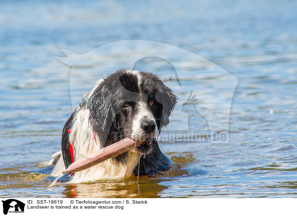 Landseer is trained as a water rescue dog / SST-18619