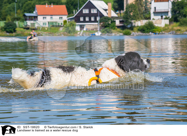 Landseer is trained as a water rescue dog / SST-18620
