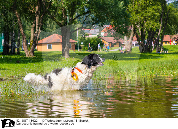 Landseer is trained as a water rescue dog / SST-18622