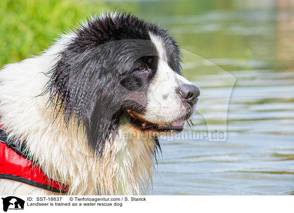 Landseer is trained as a water rescue dog / SST-18637