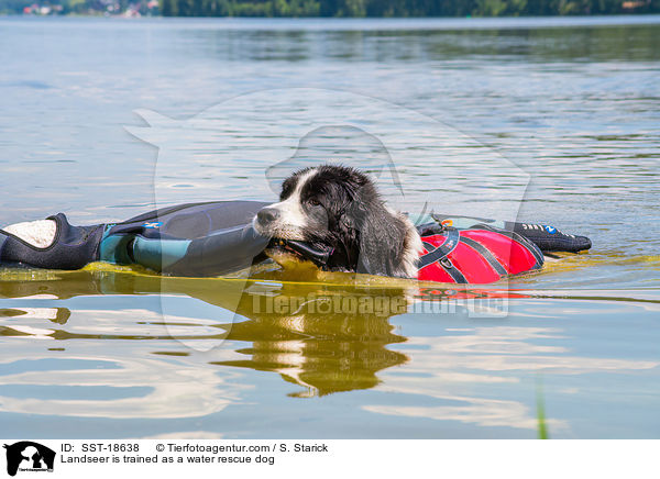Landseer is trained as a water rescue dog / SST-18638