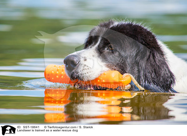 Landseer is trained as a water rescue dog / SST-18641