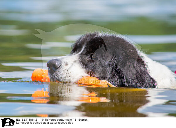 Landseer is trained as a water rescue dog / SST-18642