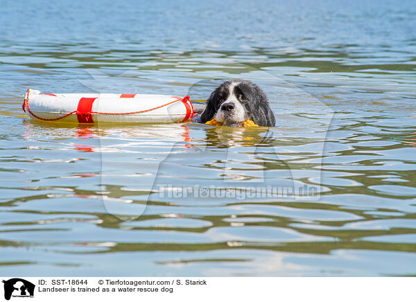 Landseer is trained as a water rescue dog / SST-18644