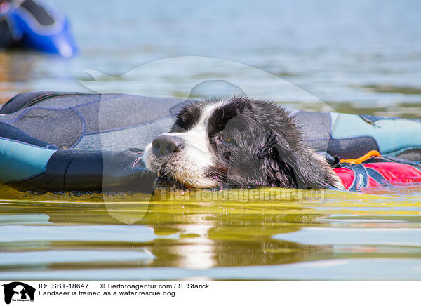 Landseer is trained as a water rescue dog / SST-18647