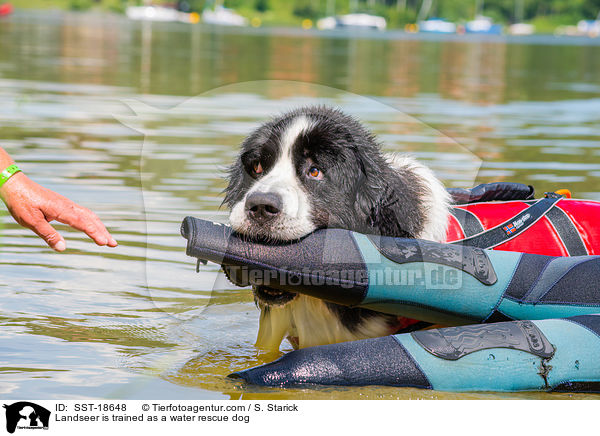 Landseer is trained as a water rescue dog / SST-18648
