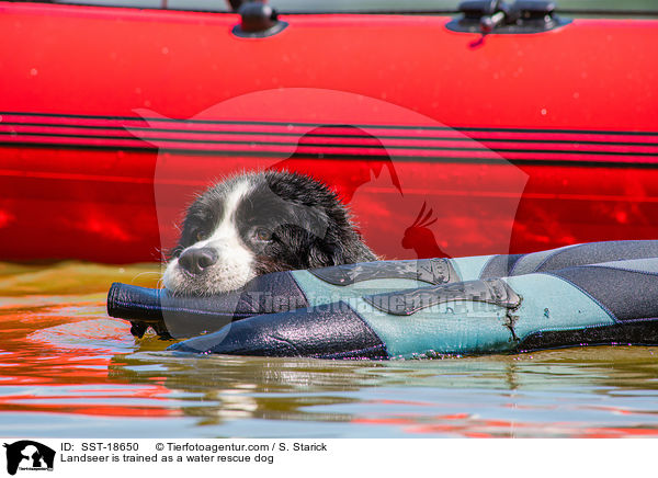 Landseer is trained as a water rescue dog / SST-18650