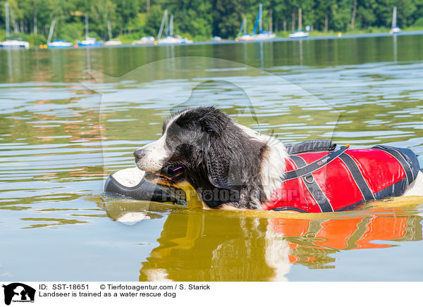 Landseer is trained as a water rescue dog / SST-18651