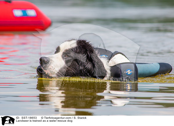 Landseer is trained as a water rescue dog / SST-18653
