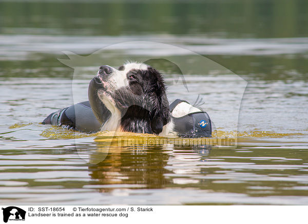 Landseer is trained as a water rescue dog / SST-18654