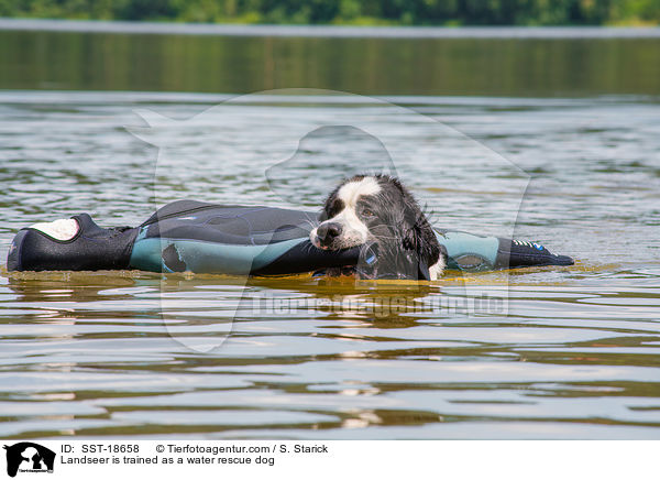 Landseer is trained as a water rescue dog / SST-18658