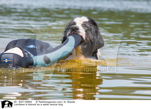 Landseer is trained as a water rescue dog / SST-18660
