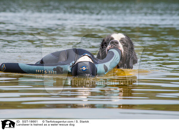 Landseer is trained as a water rescue dog / SST-18661