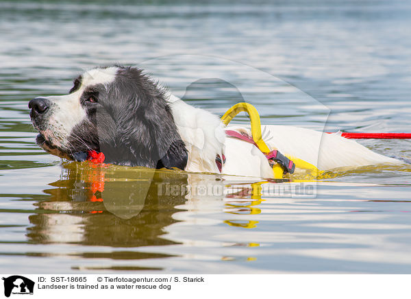 Landseer is trained as a water rescue dog / SST-18665