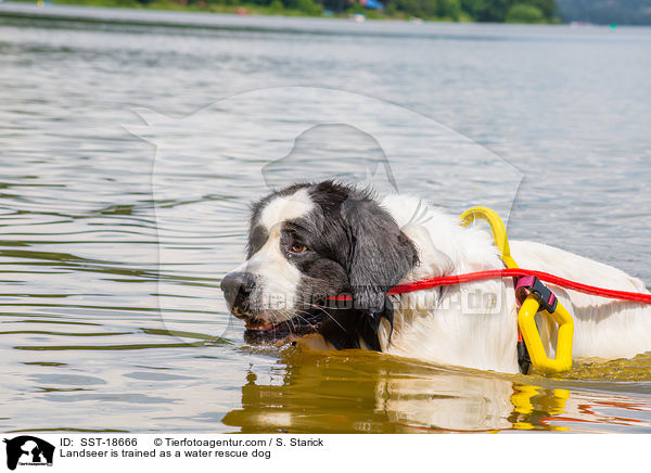 Landseer is trained as a water rescue dog / SST-18666