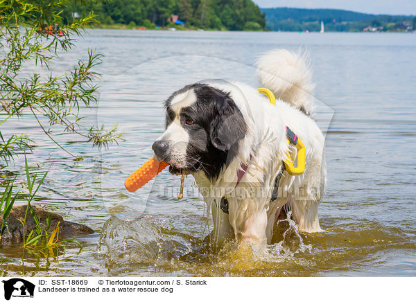 Landseer is trained as a water rescue dog / SST-18669