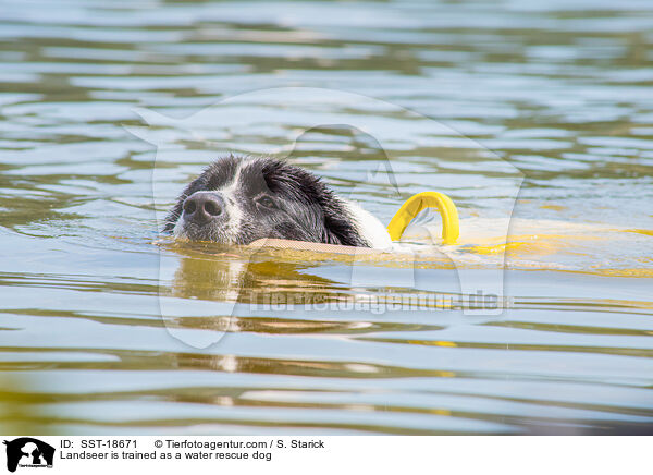 Landseer is trained as a water rescue dog / SST-18671