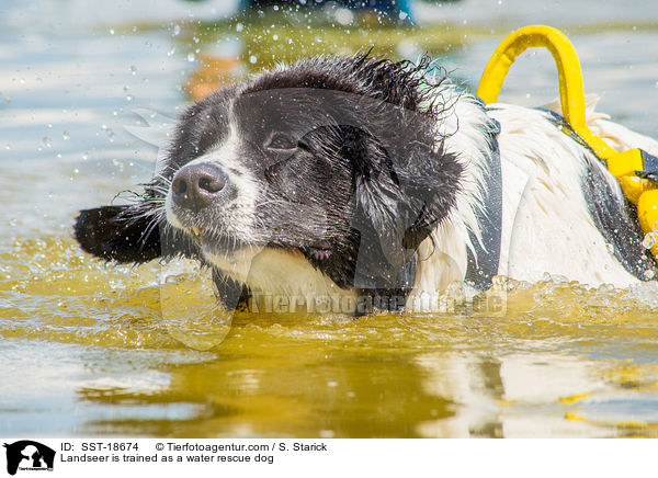 Landseer is trained as a water rescue dog / SST-18674
