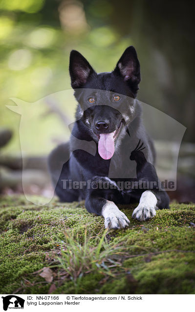 liegender Finnischer Lapplandhirtenhund / lying Lapponian Herder / NN-07166