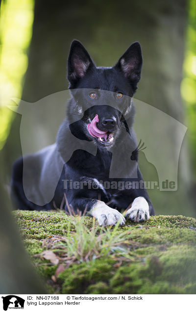 liegender Finnischer Lapplandhirtenhund / lying Lapponian Herder / NN-07168