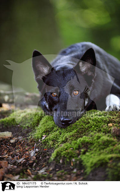 liegender Finnischer Lapplandhirtenhund / lying Lapponian Herder / NN-07175