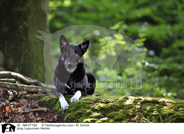 liegender Finnischer Lapplandhirtenhund / lying Lapponian Herder / NN-07180