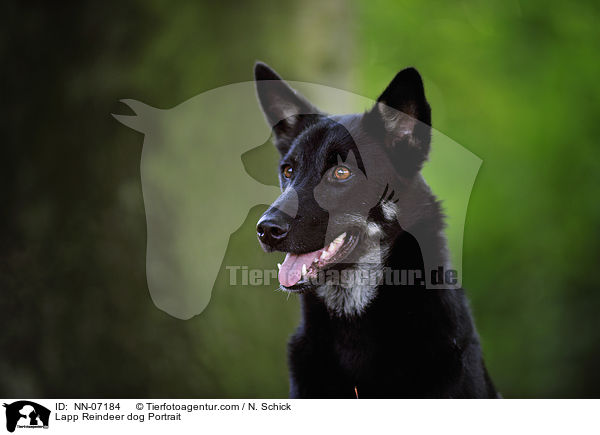 Lapplndischer Rentierhund Portrait / Lapp Reindeer dog Portrait / NN-07184