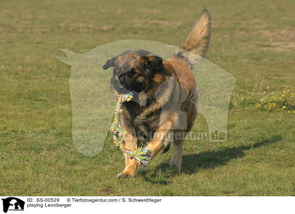playing Leonberger / SS-00529