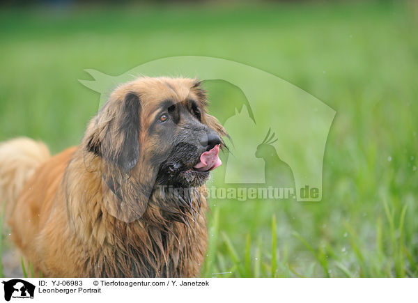 Leonberger Portrait / YJ-06983