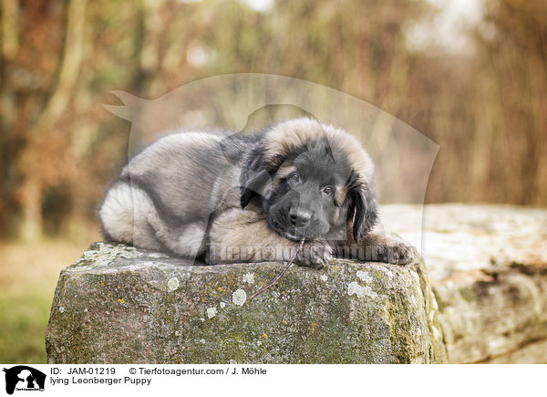 lying Leonberger Puppy / JAM-01219