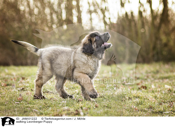 walking Leonberger Puppy / JAM-01222