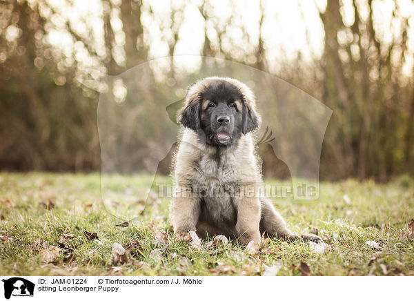 sitting Leonberger Puppy / JAM-01224