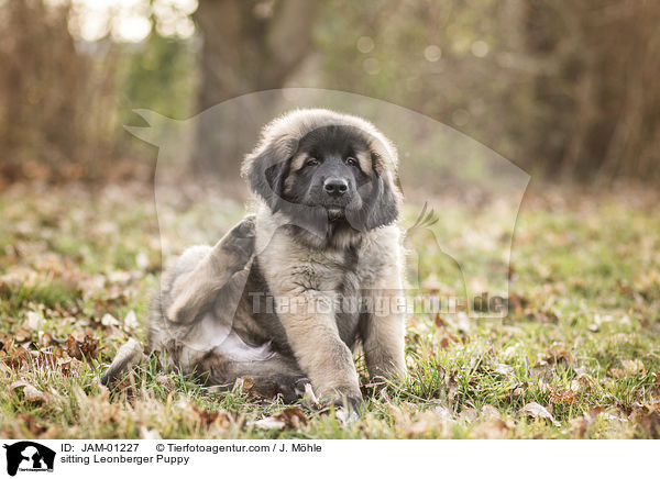 sitting Leonberger Puppy / JAM-01227