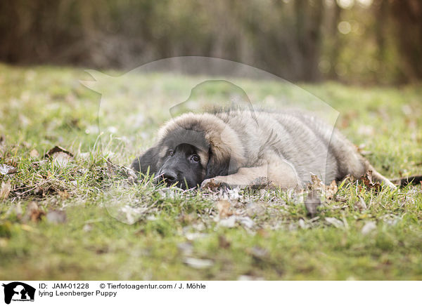 lying Leonberger Puppy / JAM-01228