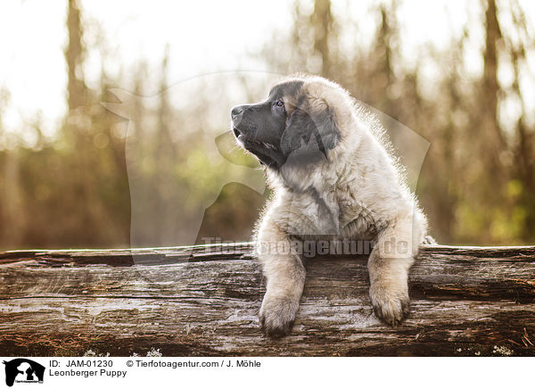 Leonberger Puppy / JAM-01230