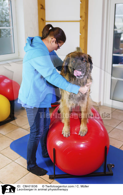 Leonberger in animal physiotherapy / CM-01836
