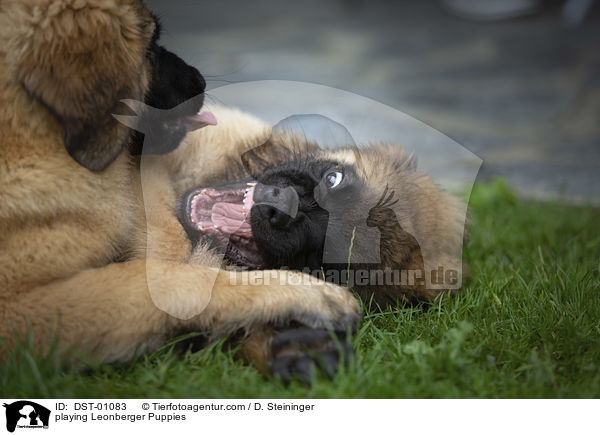 playing Leonberger Puppies / DST-01083