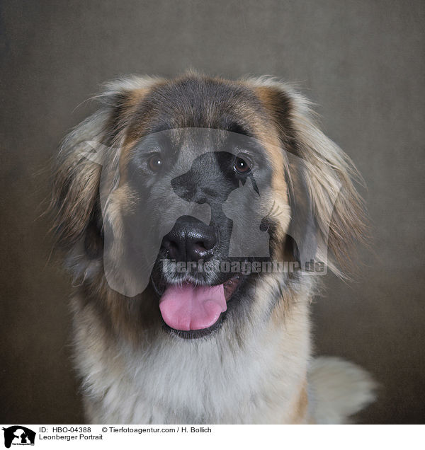 Leonberger Portrait / HBO-04388