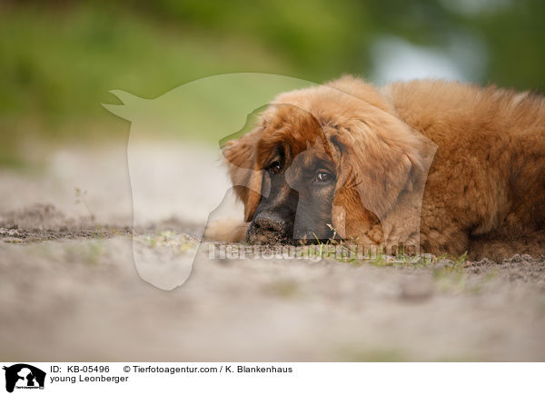 young Leonberger / KB-05496