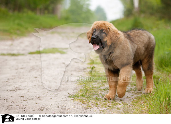 young Leonberger / KB-05500